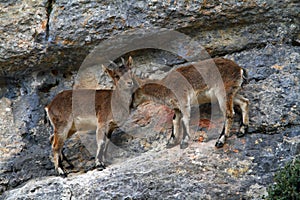 Two mountain goats on the rocks in El Torcal, Spain