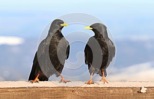 Two mountain jackdaws