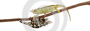 Two Mt. Meru Jackson's Chameleons