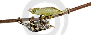 Two Mt. Meru Jackson's Chameleons