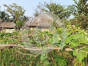 Two mud houses and loft with vegetables and sea at the background at sundarban, West Bengal,  India.