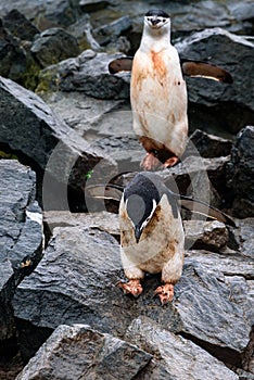 Two muddy Chinstrap Penguins hopping down the penguin highway on a rockslide, Half Moon Island, Antarctica