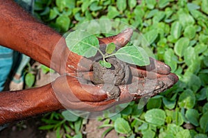 Two muddy hands are holding a small green plant. Plant in hands. Green plant background. Life and Savings concept