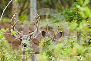 Two mule deer bucks with velvet antlers