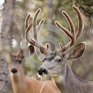 Two mule deer bucks with velvet antlers