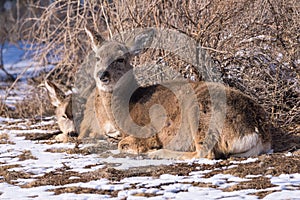 Two mule deer does resting in winter brush. Colorado Wildlife. Wild Deer on the High Plains of Colorado