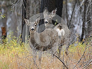 Two Mule Deer in Light Snow