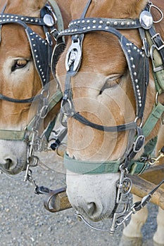 Two mule horses