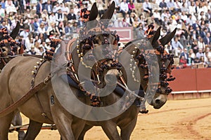 Two mules with Spanish harness