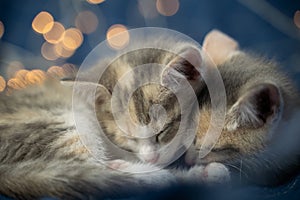 Two multi-colored kittens sleep on a blue blanket against a background of yellow bulbs. Best Christmas present.