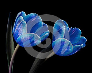 Two multicolor blooming tulips with stem and leaves isolated on black background. Close-up studio shot.