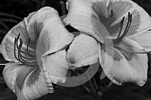 Two Multicoloured day lilies in b&w