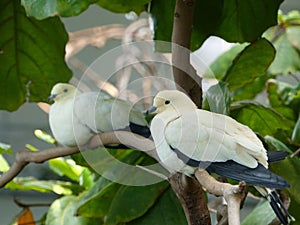 Muscat frugivorous pigeons perched on a tree branch with lush green foliage in the background