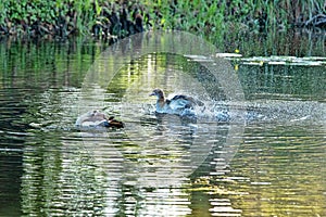 Two Muscovy Ducks Preening in a Pool of Water