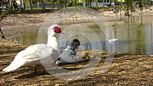 Two Muscovy ducks  on the shore of a pond.  Cairina moschata