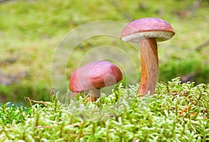 Two mushroom