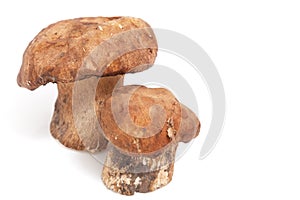 Two mushroom boletus on white background