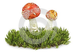 Two mushroom on the green moss, white background