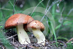 Two Mushroom Suillus in wood