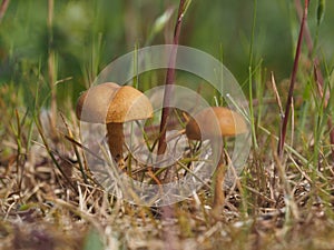 Two mushroom in a woods photo