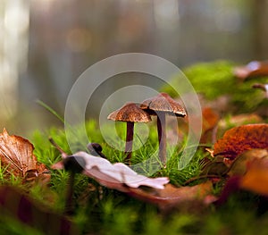 Two mushrooms