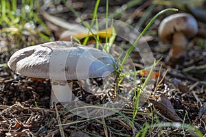 Two mushrooms (Agaricus campestris) in the grass