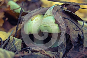 Two mushrooms in the autumn foliage