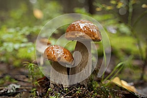 Two mushrooms in the forest