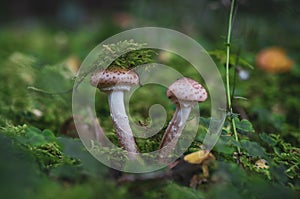 Two mushrooms in forest on moss in color