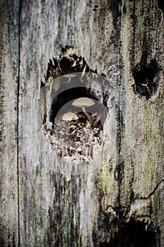 Two Mushrooms in a Tree