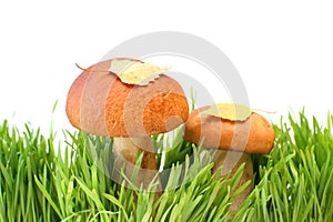 Two mushrooms in a grass photo