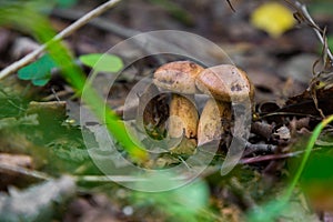 Two mushrooms in the grass