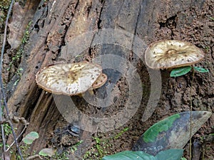 Two mushrooms grow from a tree stump in a Thai forest