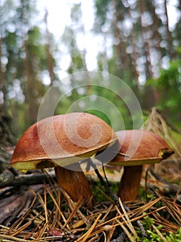 Two mushrooms growing in the forest