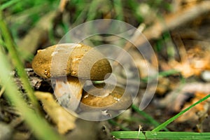 Two mushrooms growing in the grass