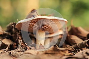 Two mushrooms, large and small, grow in fallen autumn leaves