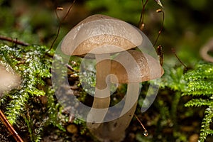 Two mushrooms among moss, close-up view, highlighting textures and natural environment