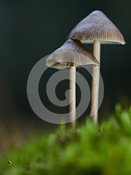 Two mushrooms Mycena abramsii