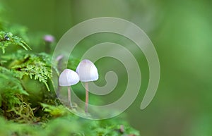 Two mushrooms Mycena epipterygia side by side.