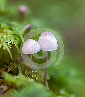 Two mushrooms Mycena epipterygia side by side.