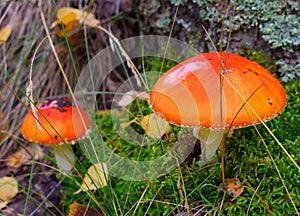 Two mushrooms with orange top and moss in forest