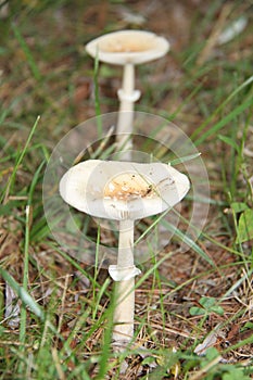 Two mushrooms on pine forest floor