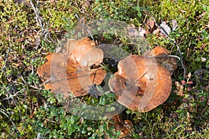 Two mushrooms Suillus bovinus