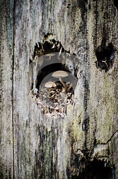 Two Mushrooms in a Tree