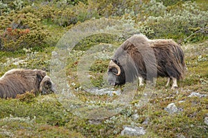 Two musk ox in Norway's Dovrefjell National Park