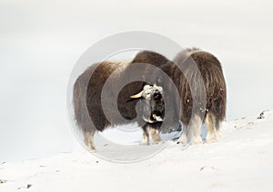 Two Musk Oxen standing in snowy mountains