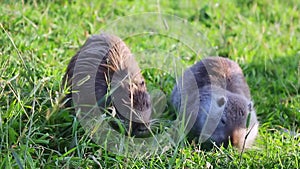 Two muskrats went ashore and are eating green grass.