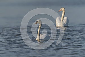 Two Mute Swan Cygnus olor.