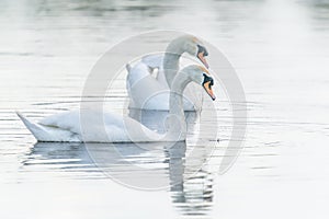 Two Mute Swan Cygnus olor floating on water with reflection.