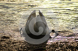 Two mute swans are dabbling together in the evening sun.